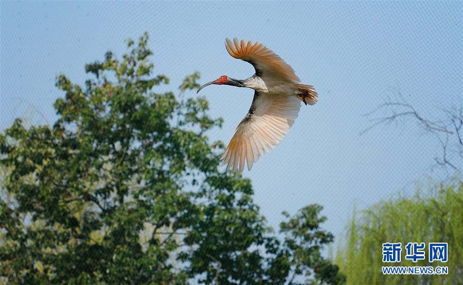 「東方の寶石」トキの個體數、7羽から3千羽に