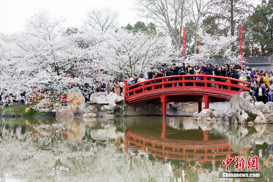 湖南省植物園の桜が満開　まるで春の雪景色