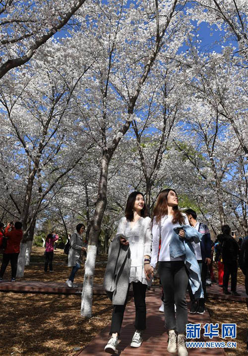 見ごろ迎えた北京玉淵潭公園の桜
