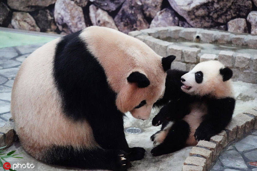 初の屋外デビューを果たしたジャイアントパンダの赤ちゃん「彩浜（サイヒン）」 （寫真著作権は東方ICが所有のため転載禁止）。