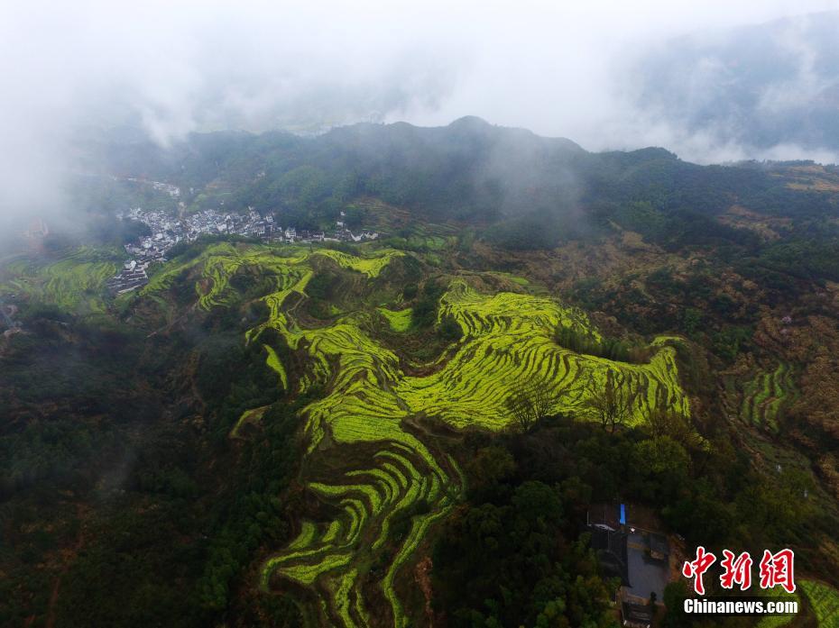上空から俯瞰した棚田に咲く菜の花の絶景　江西省