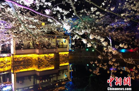 光と影と桜の見(jiàn)事なコラボ　無(wú)錫太湖の夜桜ライトアップ