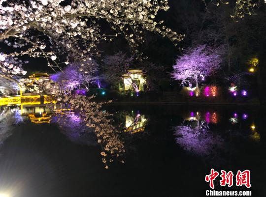 光と影と桜の見事なコラボ　無錫太湖の夜桜ライトアップ