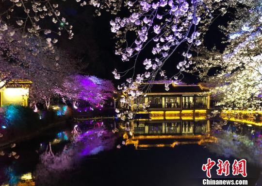 光と影と桜の見事なコラボ　無錫太湖の夜桜ライトアップ
