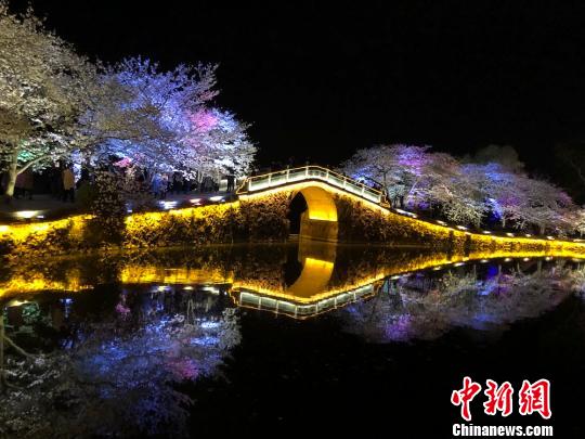 光と影と桜の見事なコラボ　無錫太湖の夜桜ライトアップ