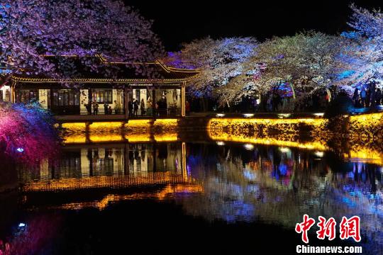 光と影と桜の見事なコラボ　無錫太湖の夜桜ライトアップ