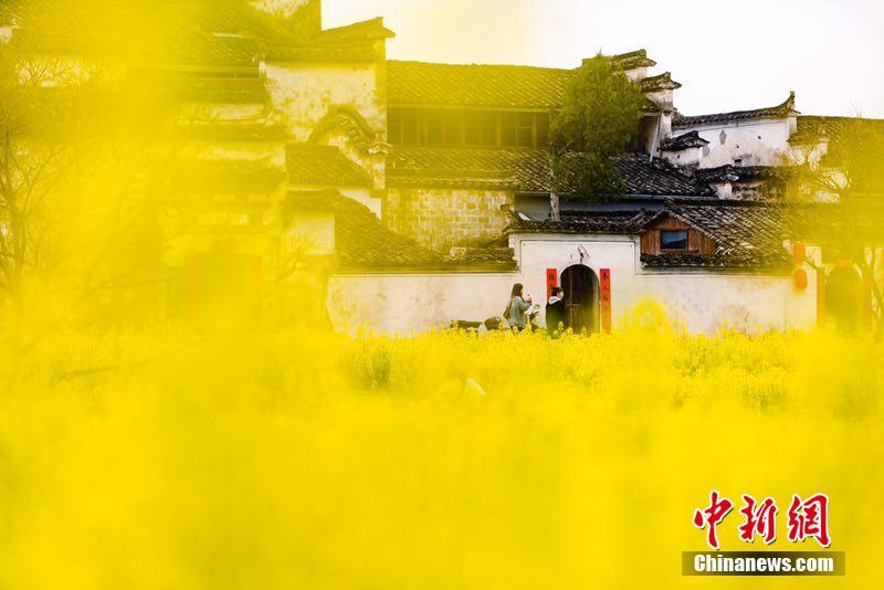 くすんだ白い壁に灰色の瓦ぶきの徽州建築の古い建物と黃色い菜の花が織りなす水墨畫のような風(fēng)景（撮影?李鑫保）。