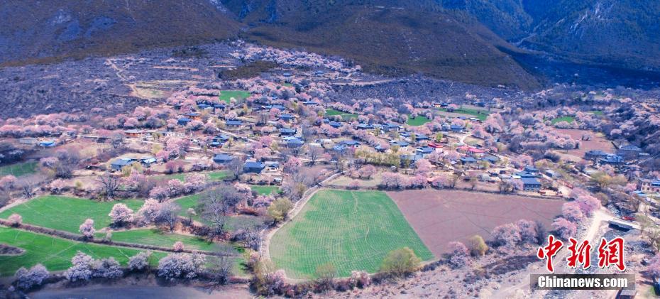 樹(shù)齢百年の桃の花が咲き亂れる「花の谷」ニンテ?！∥魇i