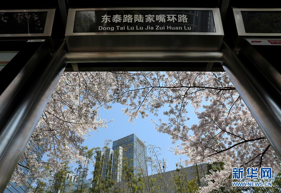 春光にきらめく満開の桜　上海陸家嘴