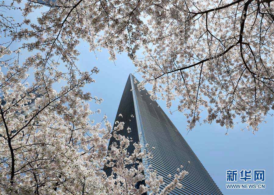 春光にきらめく満開の桜　上海陸家嘴