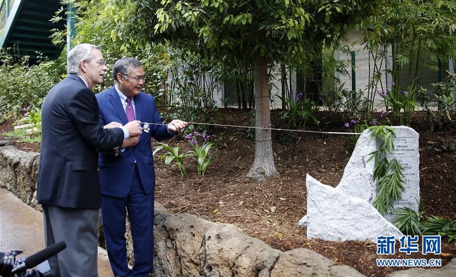 米サンディエゴの2頭のパンダ、中國(guó)に帰國(guó)へ