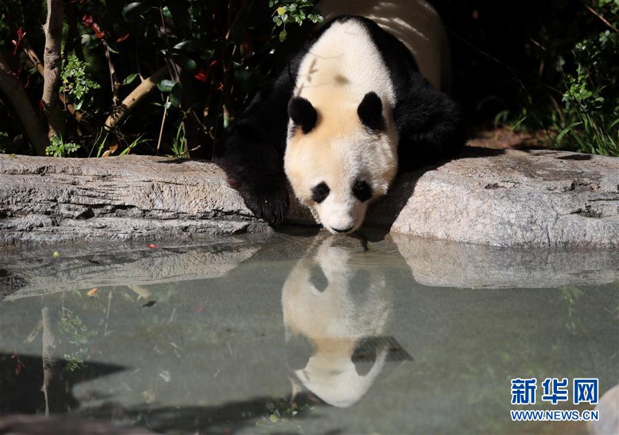 米サンディエゴの2頭のパンダ、中國(guó)に帰國(guó)へ