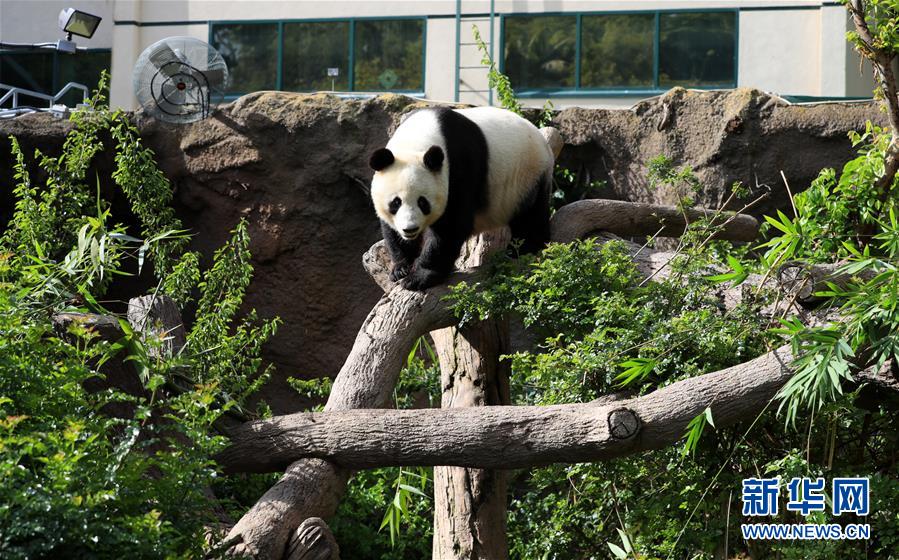 米サンディエゴの2頭のパンダ、中國に帰國へ