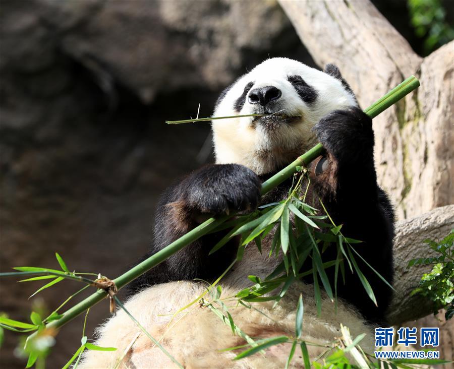 米サンディエゴの2頭のパンダ、中國(guó)に帰國(guó)へ