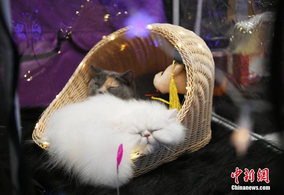 美ニャンコ100匹集まる「名貓コンテスト」　吉林省長(zhǎng)春