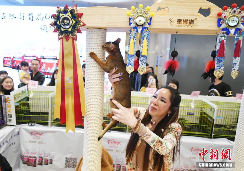 美ニャンコ100匹集まる「名貓コンテスト」　吉林省長春