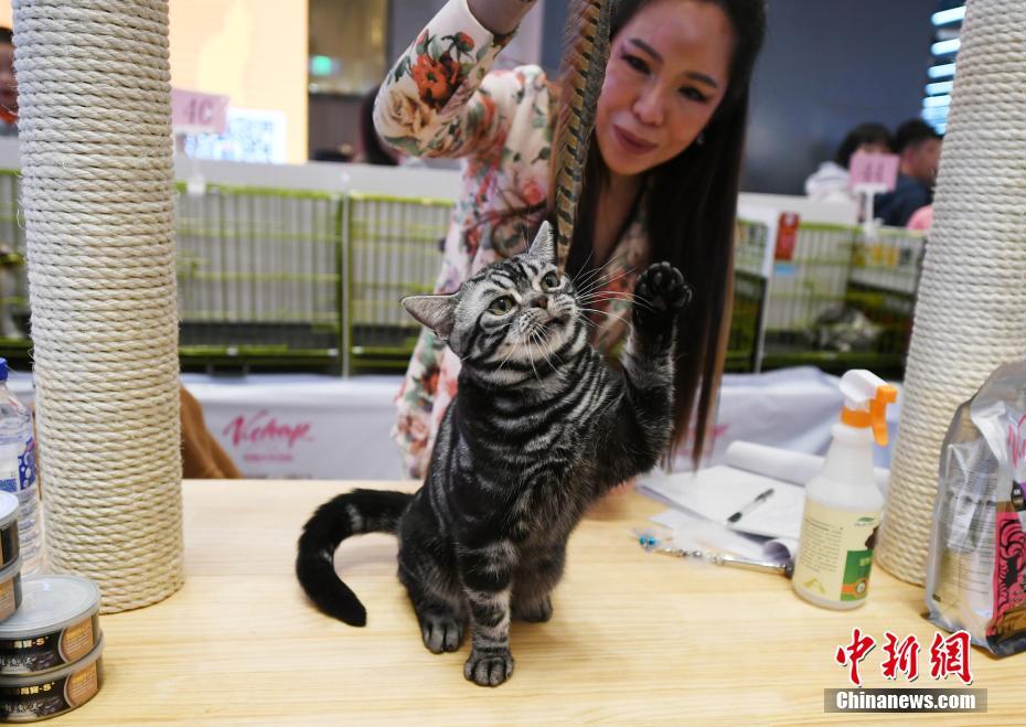 美ニャンコ100匹集まる「名貓コンテスト」　吉林省長(zhǎng)春