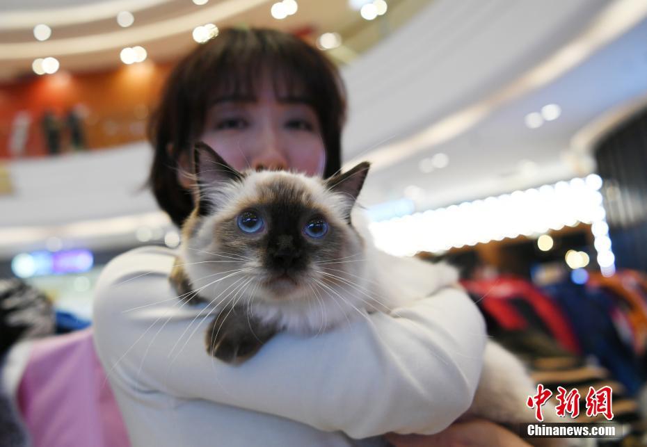 コンテストに參加したネコ（撮影?張瑤）。