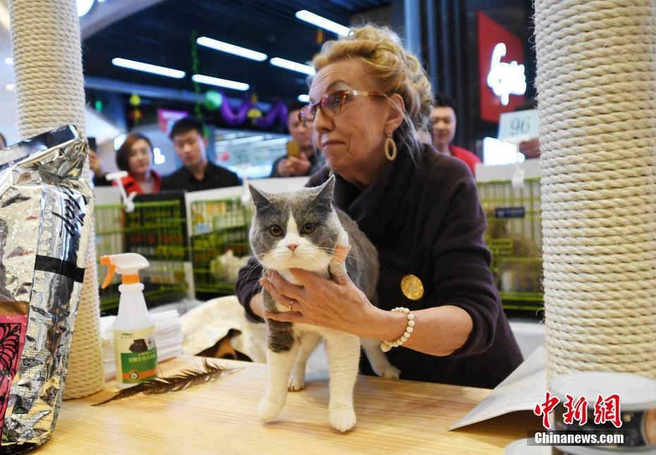 美ニャンコ100匹集まる「名貓コンテスト」　吉林省長(zhǎng)春