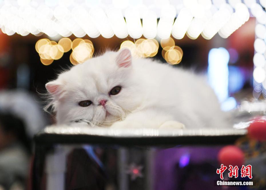 美ニャンコ100匹集まる「名貓コンテスト」　吉林省長(zhǎng)春