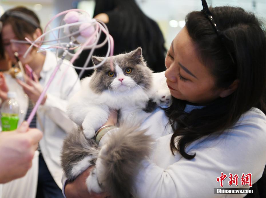 美ニャンコ100匹集まる「名貓コンテスト」　吉林省長春