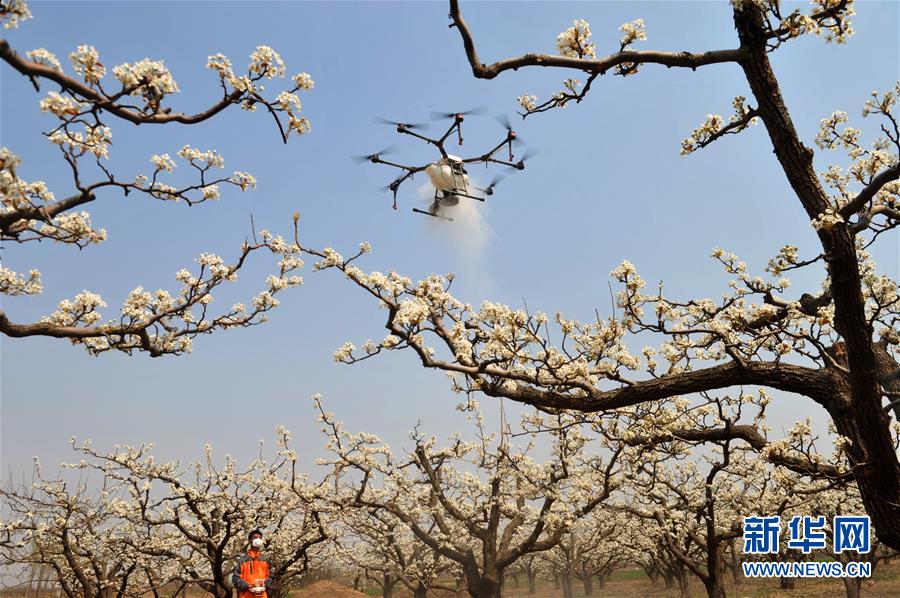 河北省泊頭市、ドローンを授粉に活用