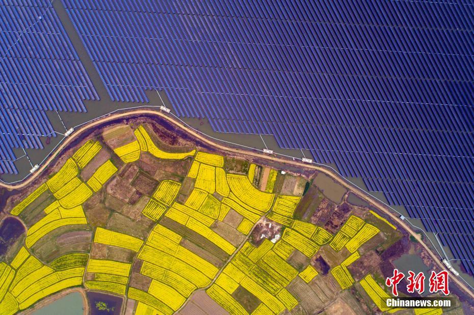 安徽省合肥市の太陽(yáng)光発電所、アブラナの花との「出會(huì)い」