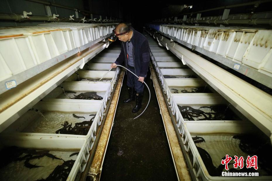 世界自然遺産で働く「サンショウウオのお父さん」