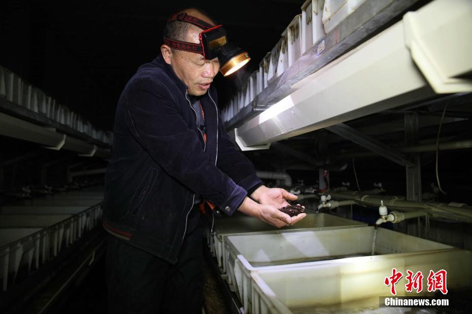 世界自然遺産で働く「サンショウウオのお父さん」