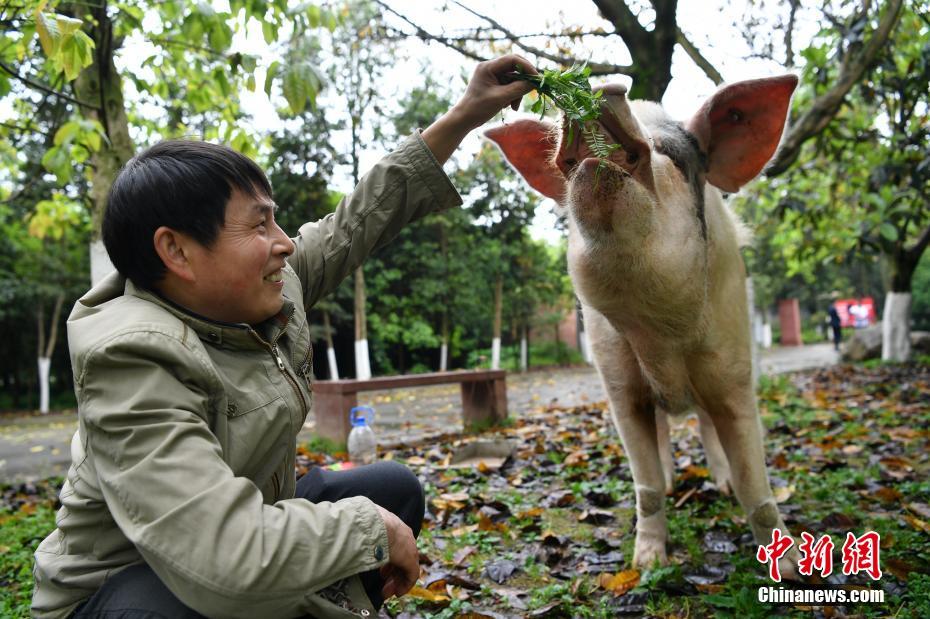人間でいうと80歳！四川の震災から11年後も健在の被災ブタ