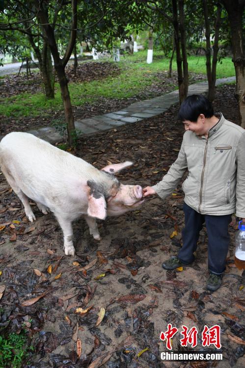 人間でいうと80歳！四川の震災から11年後も健在の被災ブタ