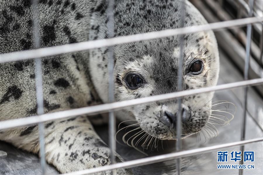 間もなく海へ返されるゴマフアザラシ（撮影?潘昱龍）。