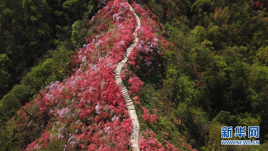 安徽省　満開のツツジが観光客を迎える