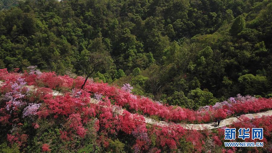 安徽省　満開(kāi)のツツジが観光客を迎える