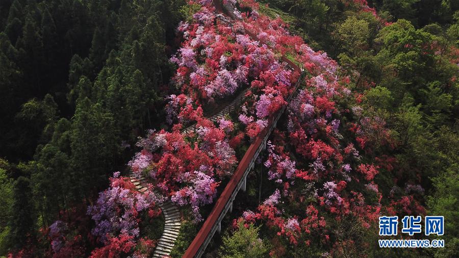 安徽省　満開のツツジが観光客を迎える