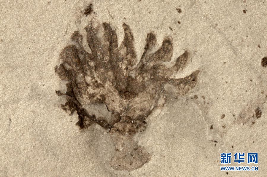 中國の科學者がカンブリア紀の「化石の寶庫」清江生物群を発見