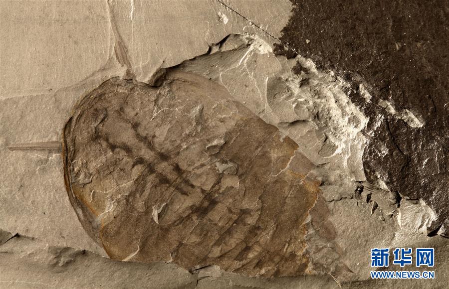 中國(guó)の科學(xué)者がカンブリア紀(jì)の「化石の寶庫(kù)」清江生物群を発見(jiàn)