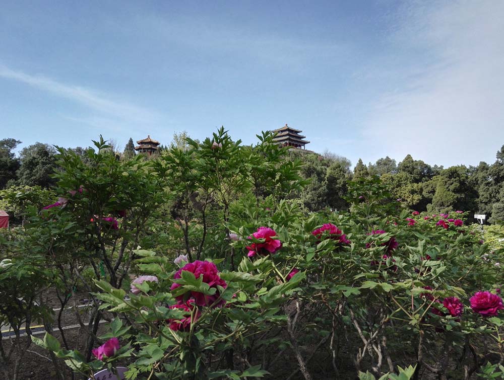 アイスを食べながら牡丹を愛(ài)でよう！北京市景山公園