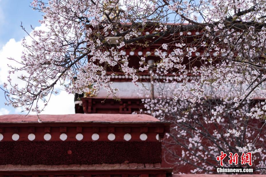 モモの花が満開(kāi)となったパボンカ寺院（撮影?何蓬磊）。