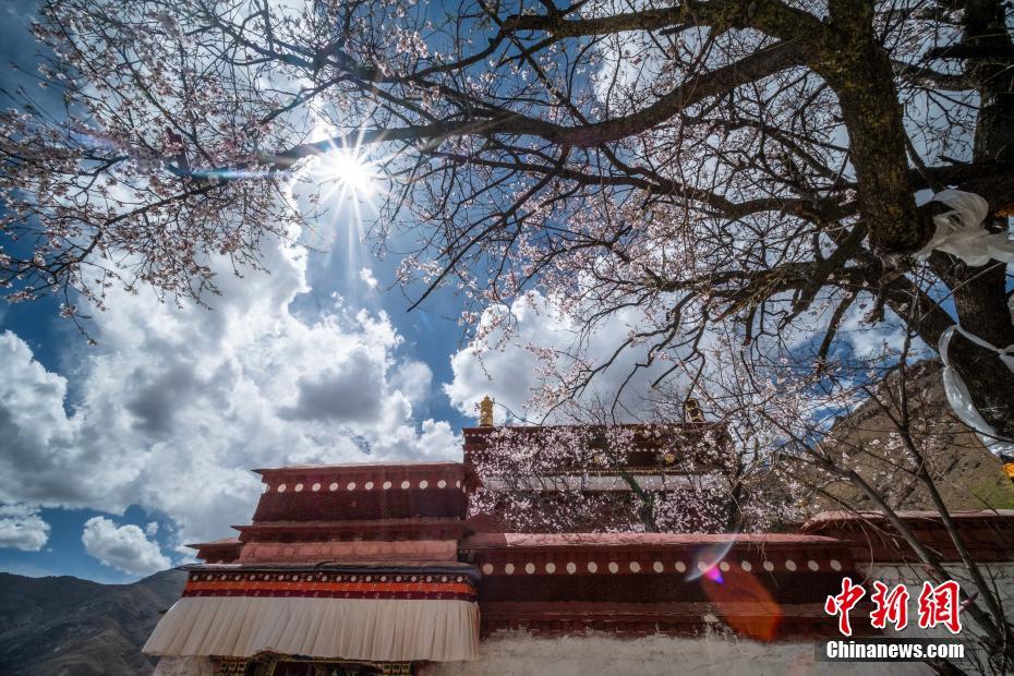 チベット自治區(qū)のパボンカ寺院周辺のモモの花が満開に
