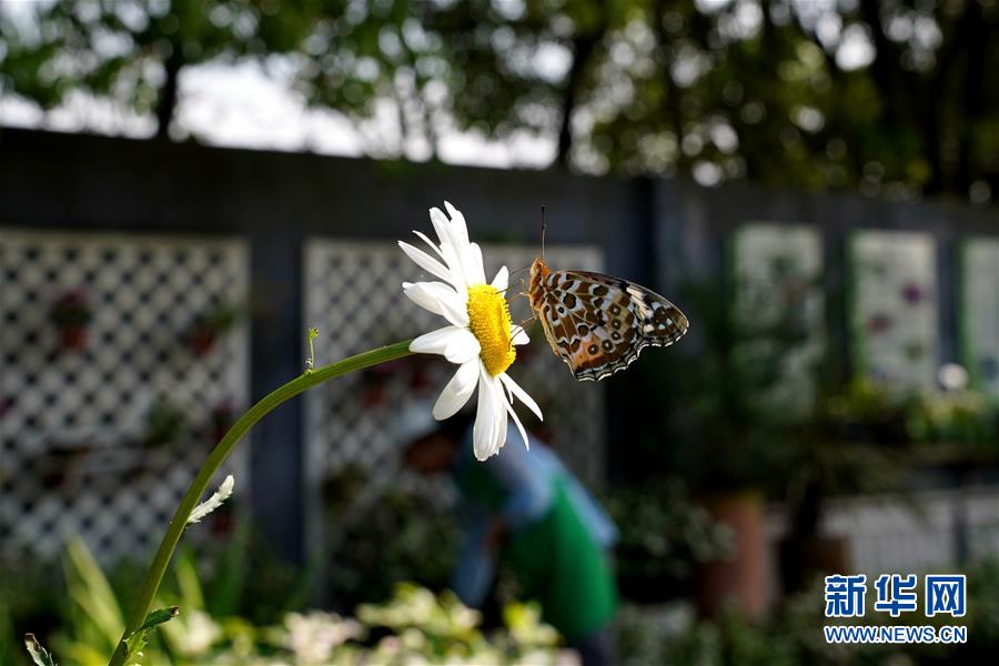 上海?夢(mèng)花源で家庭園蕓展が開(kāi)催　「園蕓を家庭に」