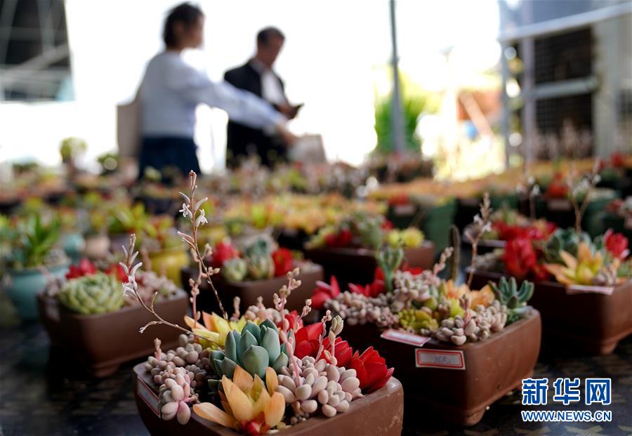 上海?夢花源で家庭園蕓展が開催　「園蕓を家庭に」