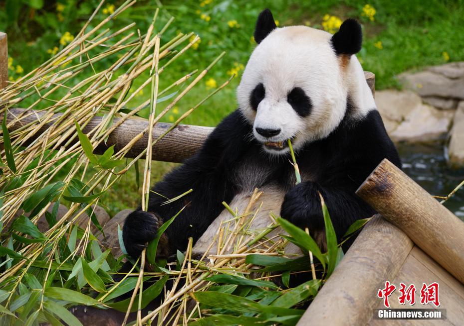 韓國のパンダが「同棲」スタートさせ「妊活」へ