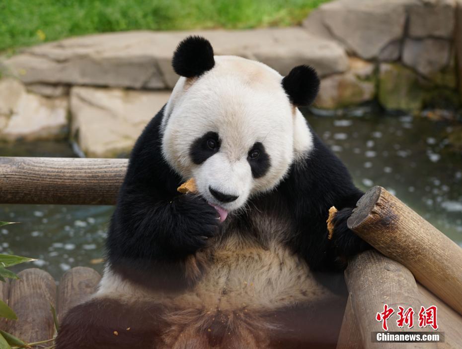 韓國のパンダが「同棲」スタートさせ「妊活」へ