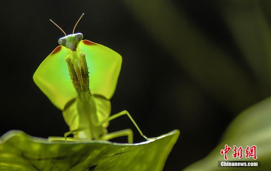 美しい昆蟲寫真を撮る男子中學生「夢はアマゾンで蟲探し」