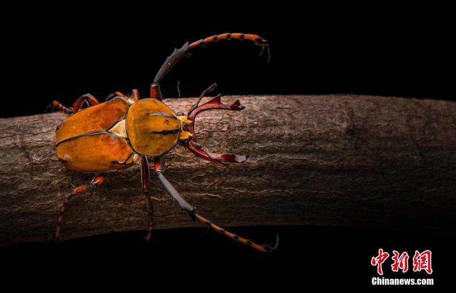 美しい昆蟲寫真を撮る男子中學(xué)生「夢(mèng)はアマゾンで蟲探し」