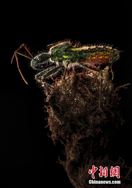 美しい昆蟲寫真を撮る男子中學(xué)生「夢(mèng)はアマゾンで蟲探し」