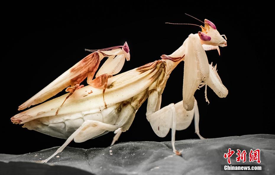 美しい昆蟲(chóng)寫真を撮る男子中學(xué)生「夢(mèng)はアマゾンで蟲(chóng)探し」