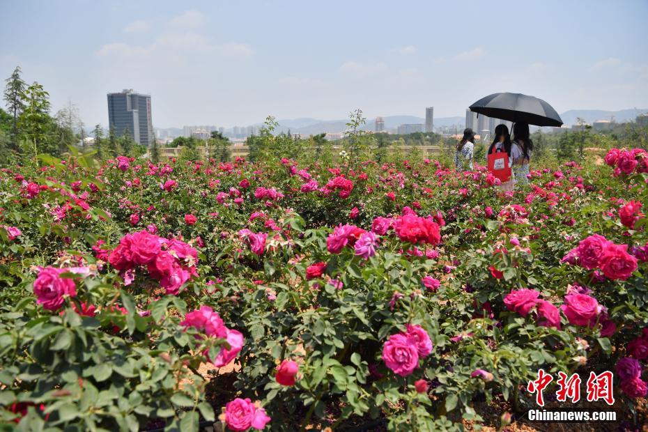 雲(yún)南大學(xué)の學(xué)食にバラを使った新メニュー　學(xué)生たちに人気