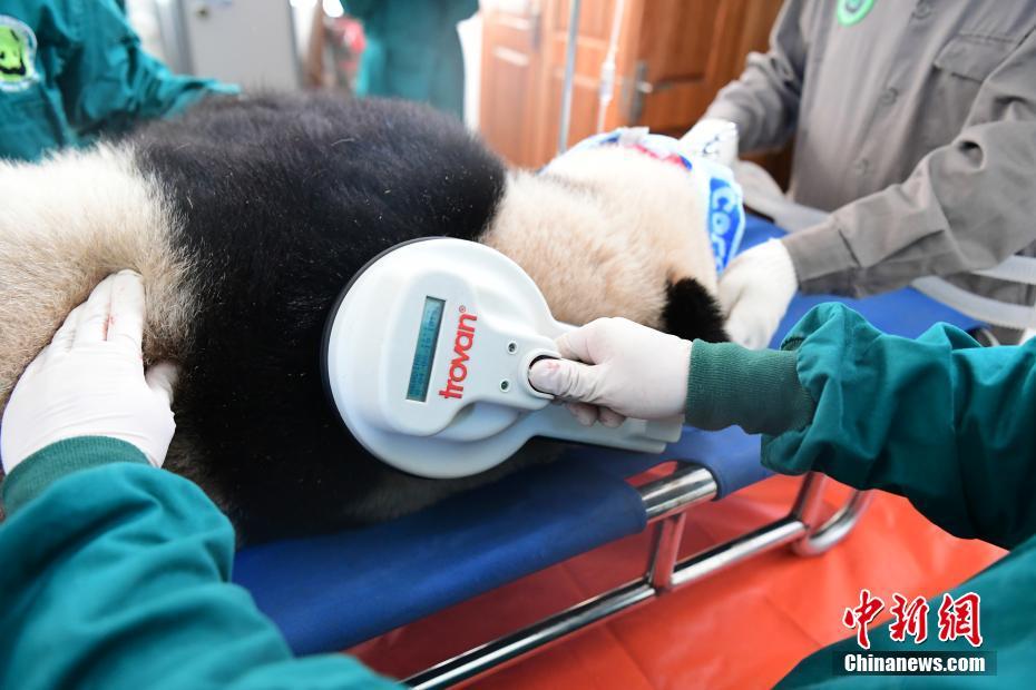 パンダの「如意」と「丁丁」、まもなくロシアに出発